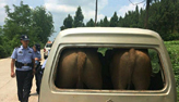 مضحكا! الشرطة تقبض على اثنين من الأبقار في ميكروباص