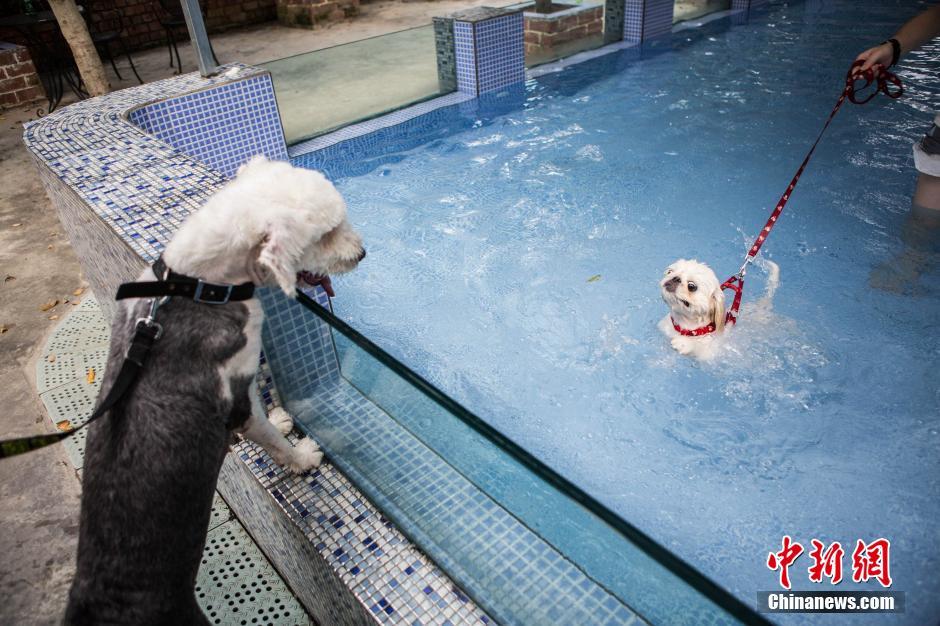 إقبال كبير على حوض سباحة للحيوانات الأليفة في تشنغدو