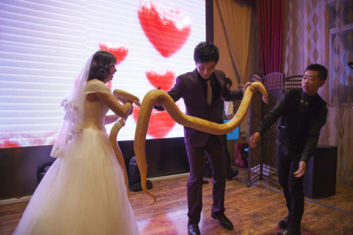 عروسان يتبادلان إهداء الأفاعي يوم الزفاف