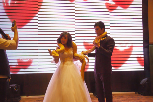 عروسان يتبادلان إهداء الأفاعي يوم الزفاف