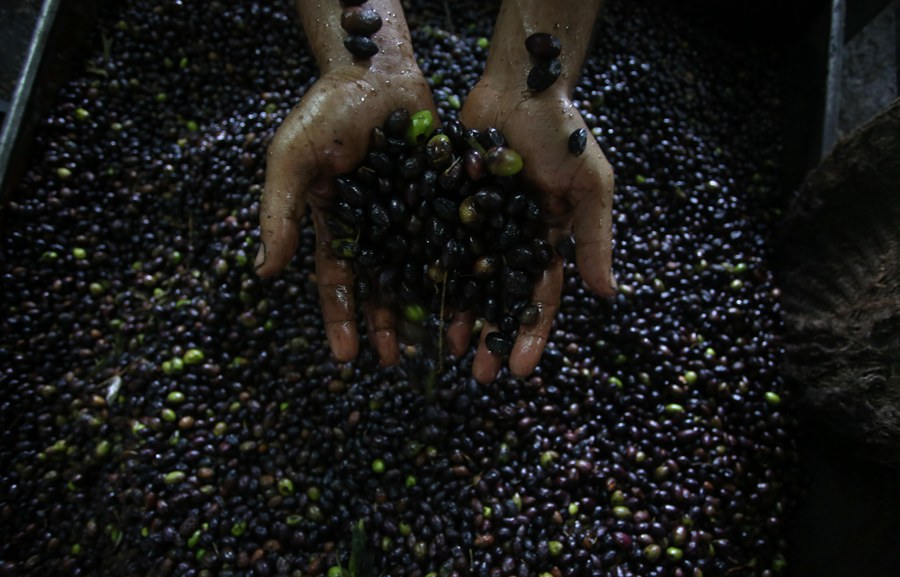 صناعة الزيت من ثمار الزيتون خلال موسمه في الضفة الغربية