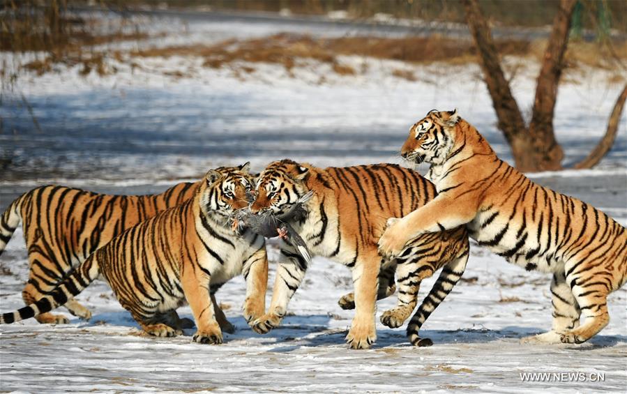 حديقة النمور السيبيرية في شمال شرقي الصين