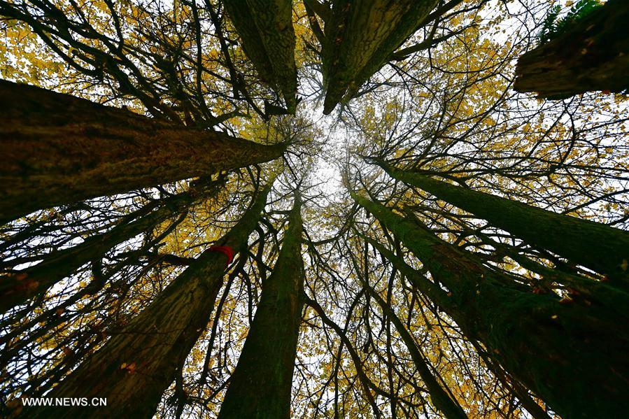 شجرة جنكة يبلغ عمرها أكثر من 1500 سنة في وسط الصين