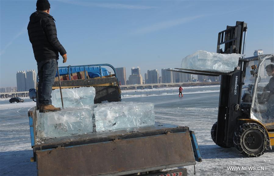 استخراج الجليد في نهر سونغهوا بشمال شرقي الصين