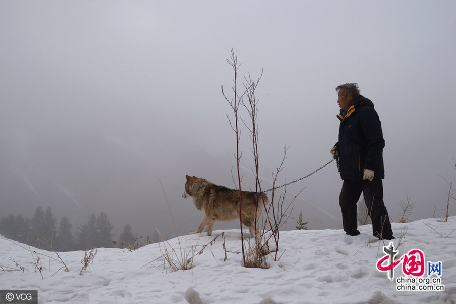مُسن سبعيني يربي نحو 150 ذئباً برياً في شينجيانغ