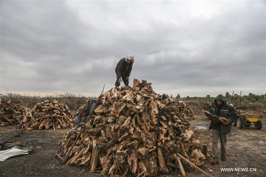 فلسطينيون يستخدمون الخشب للتدفئة بديلا عن الكهرباء في غزة