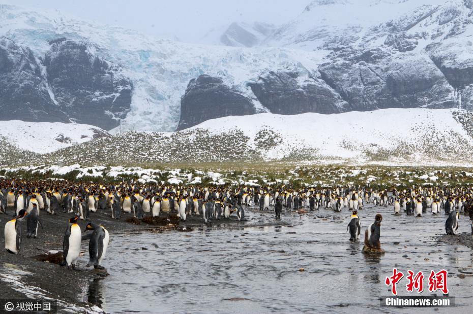 بالصور: 250 ألف بطريق يتجمع على شاطئ بالقطب الجنوبي