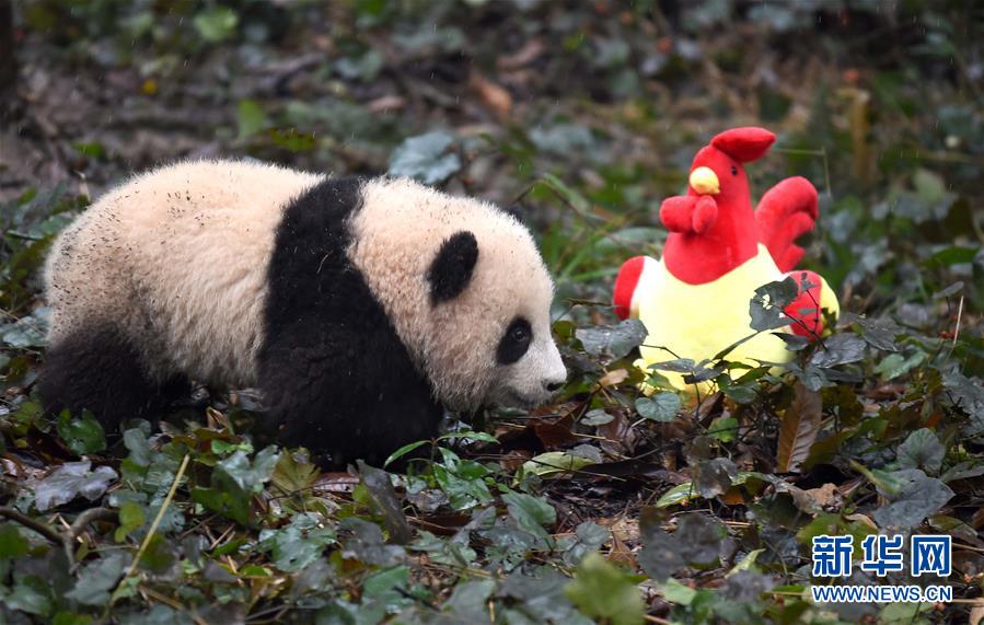 تجمع الباندا العملاقة لاستقبال عيد الربيع