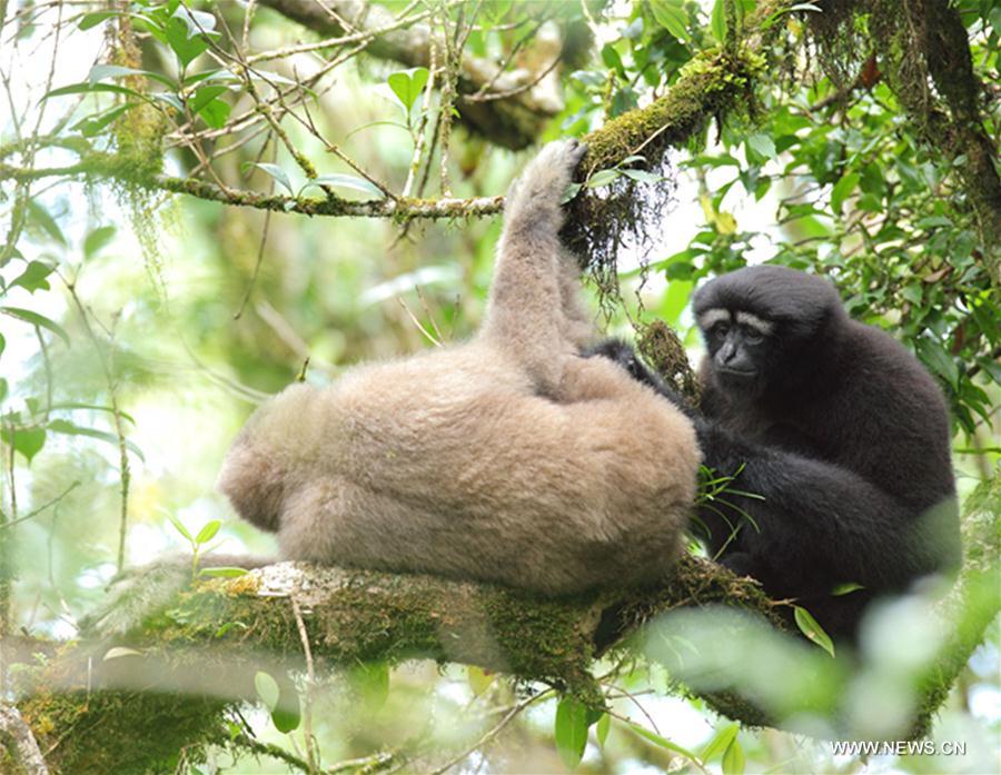 اكتشاف وتسمية نوع جديد من الجيبون في جنوب غربي الصين