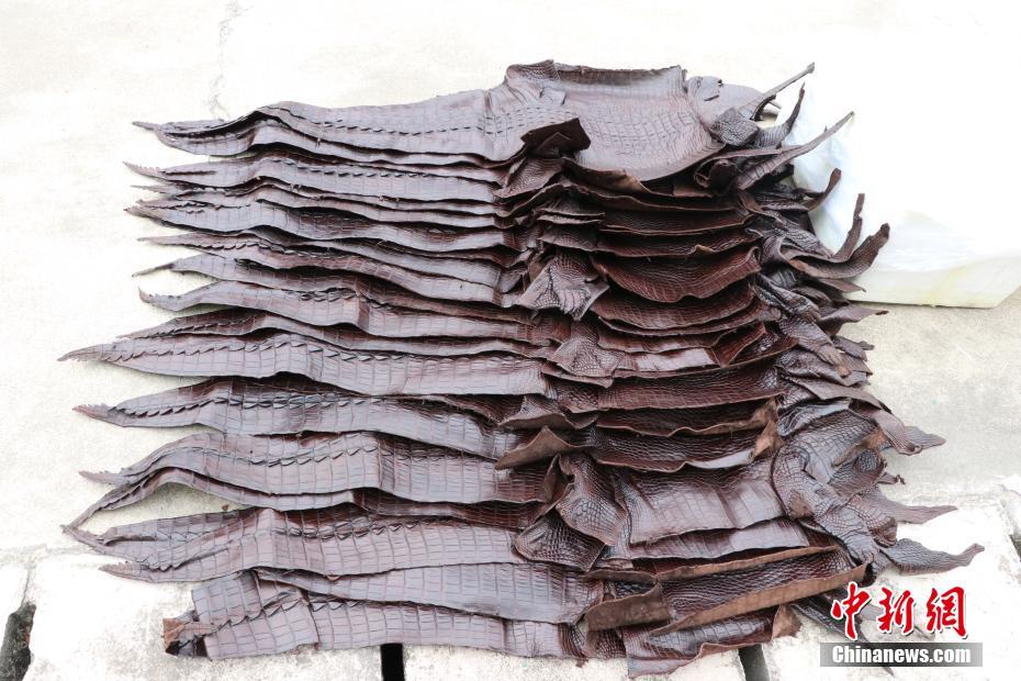 مصادرة أكثر من 1600 جلد تمساح فى الصين