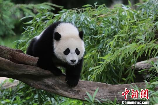 حديقة حيوان واشنطن تبدأ فعاليات توديع الباندا العملاقة باو باو