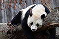 لماذا يتميز فراء الباندا باللونين الأبيض والأسود؟ لغز قد تم حله