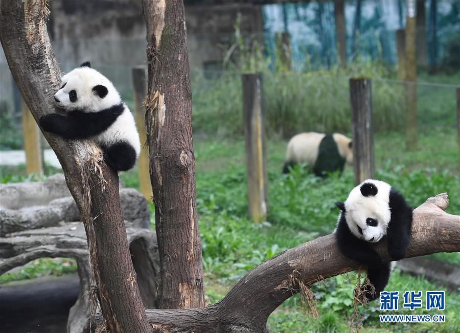 ثلاثة جراء باندا في حديقة  تشونغتشينغ يستقبلون الزائرين لأول مرة