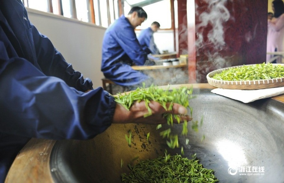 بدأ جني القطفة الأولى لأوراق شاي البحيرة الغربية لونغ جينغ 