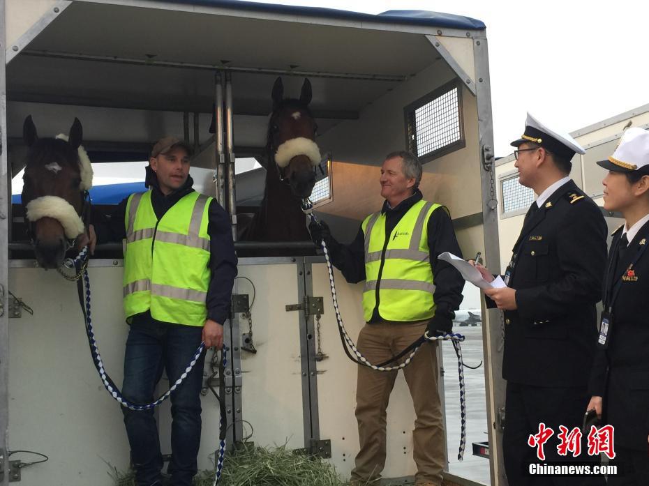 وصول 47 حصانا أصيلا من الإمارات إلى مدينة تشنغدو