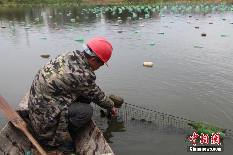 الكشف عن اسرار بلدة لؤلؤ المياه العذبة في وأننيان جيانغشي