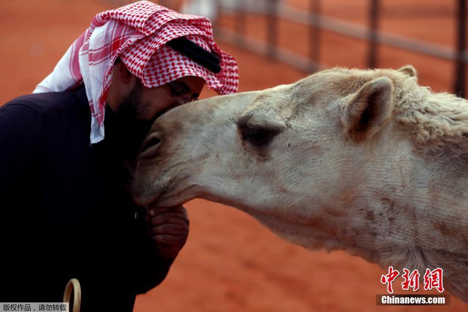 بصور: مسابقة جمال الإبل في السعودية