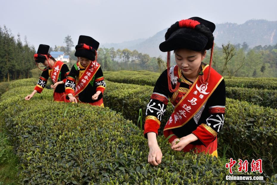 مسابقة قطف أوراق الشاي على جبل بسيتشوان