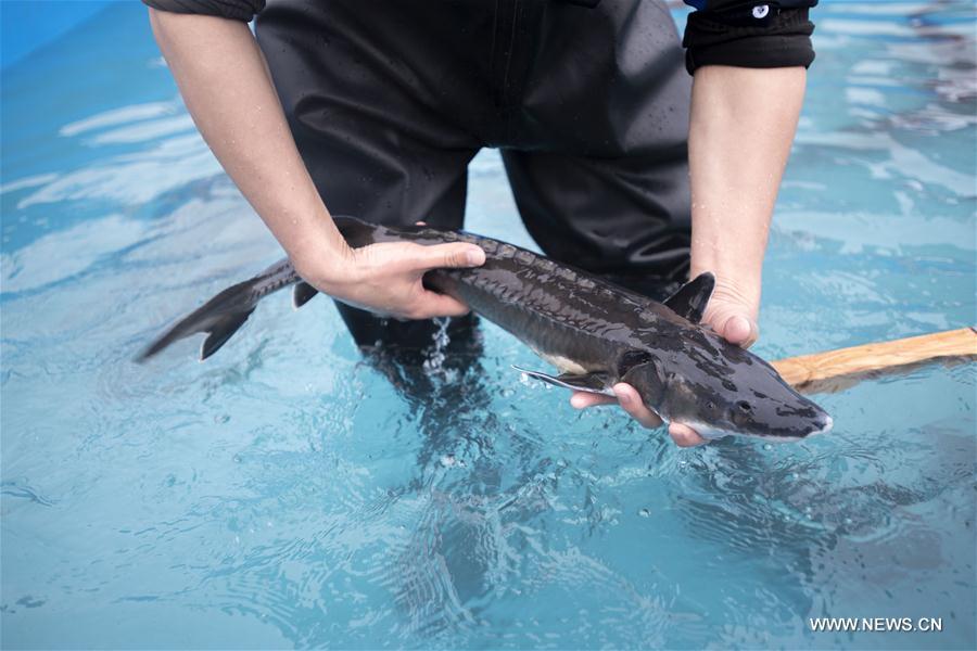 الصين تطلق 500 من سمك الحفش النادر في نهر اليانغتسي