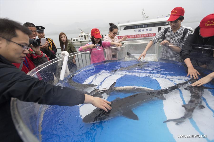 الصين تطلق 500 من سمك الحفش النادر في نهر اليانغتسي