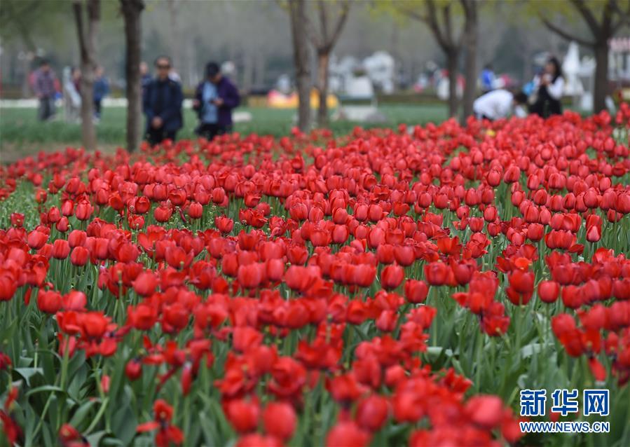 تزهر زهور الخزامي بحديقة بكين الدولية للزهور