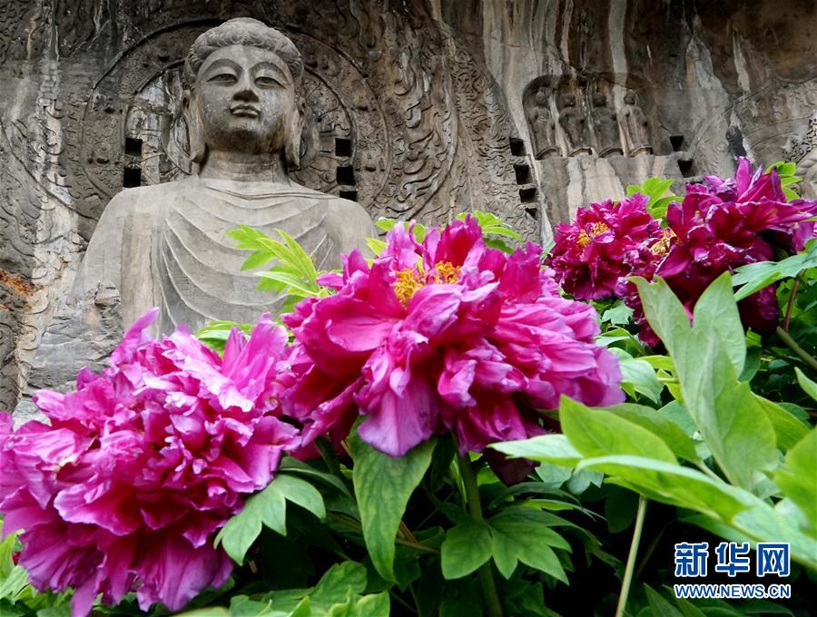 مدينة لويانغ تتجمَّل بزهور الفوانيا 