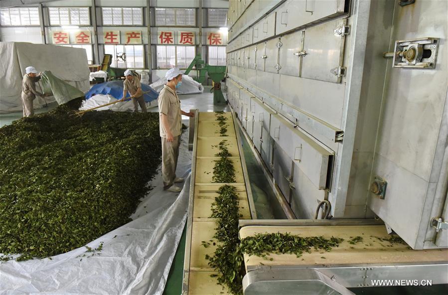 مزرعة للشاي في فوجيان الصينية