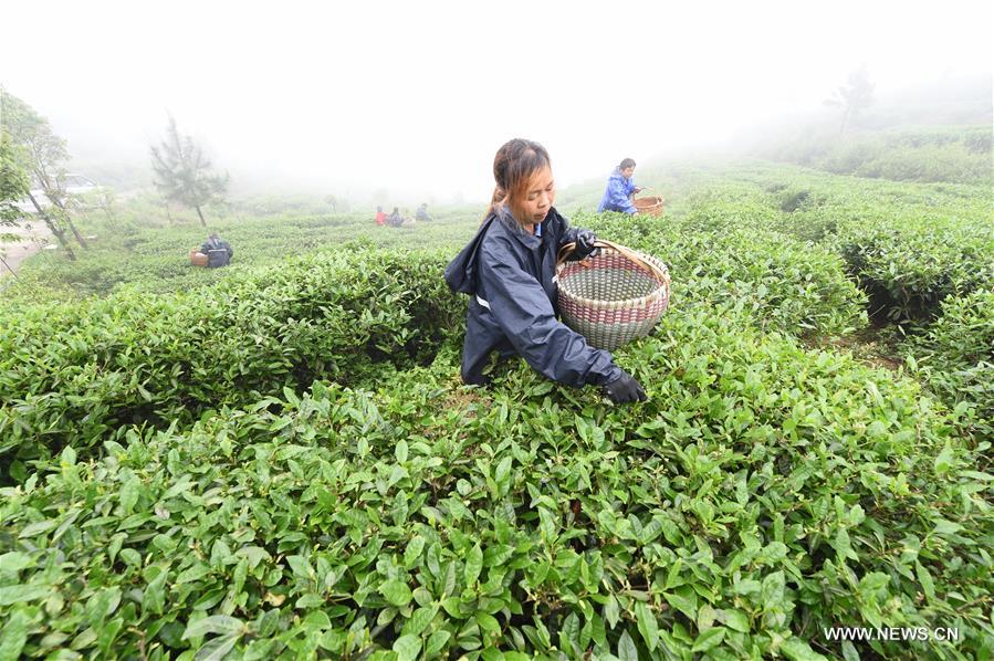 مزرعة للشاي في فوجيان الصينية