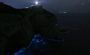 مشهد "الدموع الزرقاء" الجميل يظهر على ساحل بتشجيانغ