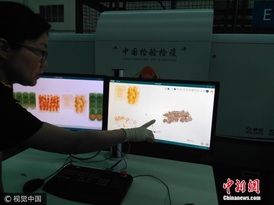 جمارك الصين تضبط عمليات تهريب للنمل الحي