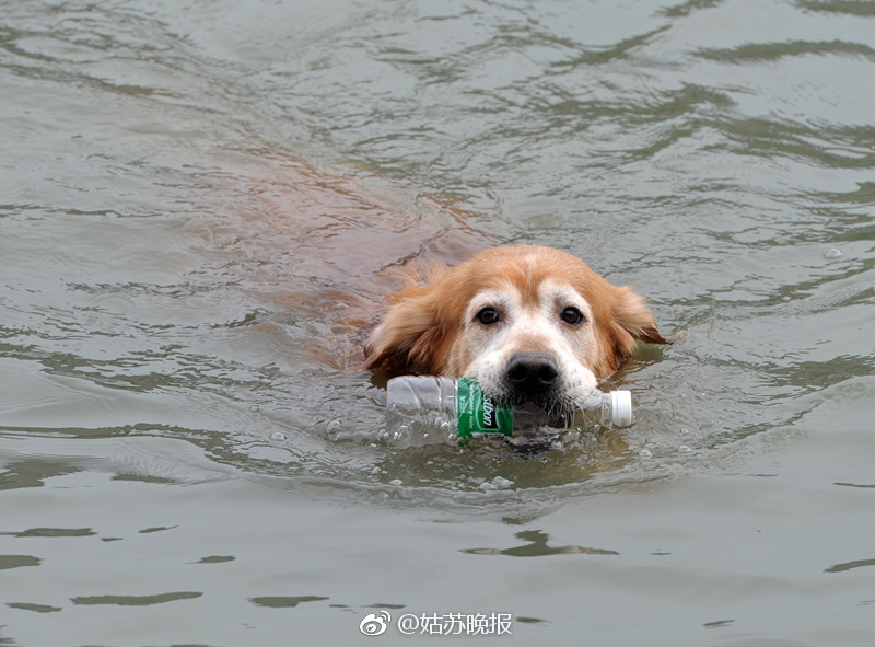 كلب صديق للبيئة في مدينة سوتشو ينظف النهر من القوارير يوميا