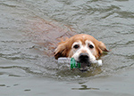 كلب صديق للبيئة في مدينة سوتشو ينظف النهر من القوارير يوميا