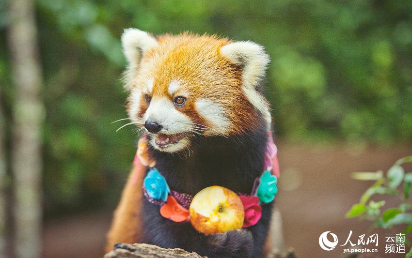 ألبوم صور لباندا حمراء فى حديقة حيوانات بالصين