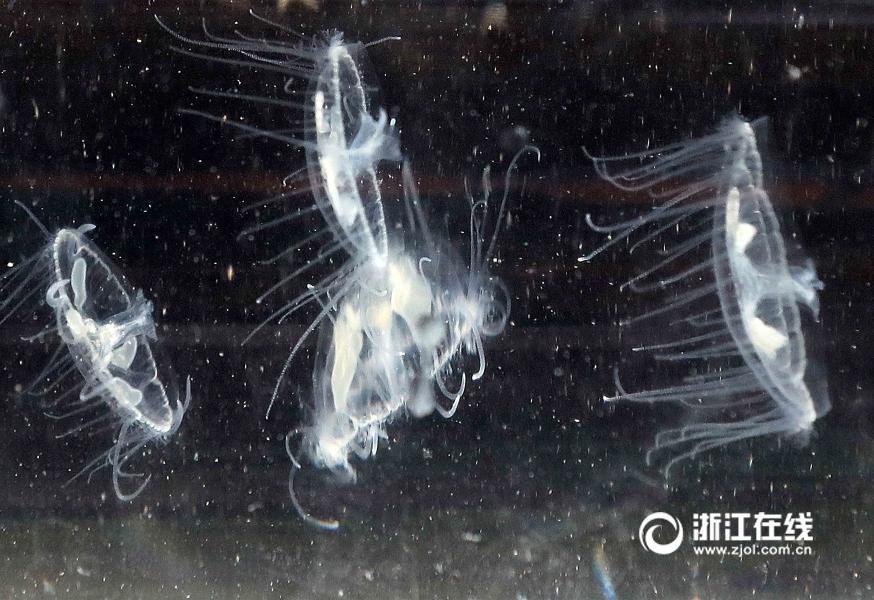 قناديل البحر من نوع زهر الخوخ تظهر في مدينة يي وو بتشجيانغ