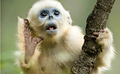 "القرد الذهبي في جبال تشينلينغ" تفوز بجائزة أفضل تصوير طبيعي في اسيا