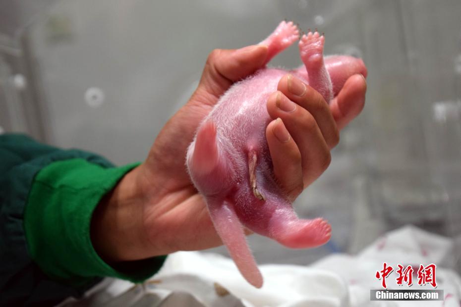 ولادة أول شبل باندا عملاقة في العالم  من الأب البري في تشنغدو
