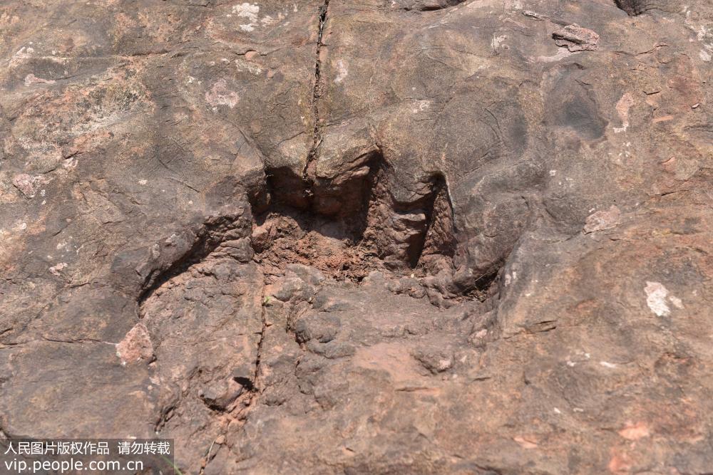 اكتشاف آثار أقدام الديناصورات في الجوراسي المبكر بقويتشو