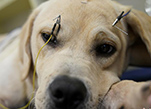 عيادة تتيح خدمة الوخز بالإبر للحيوانات الأليفة في شانغهاي