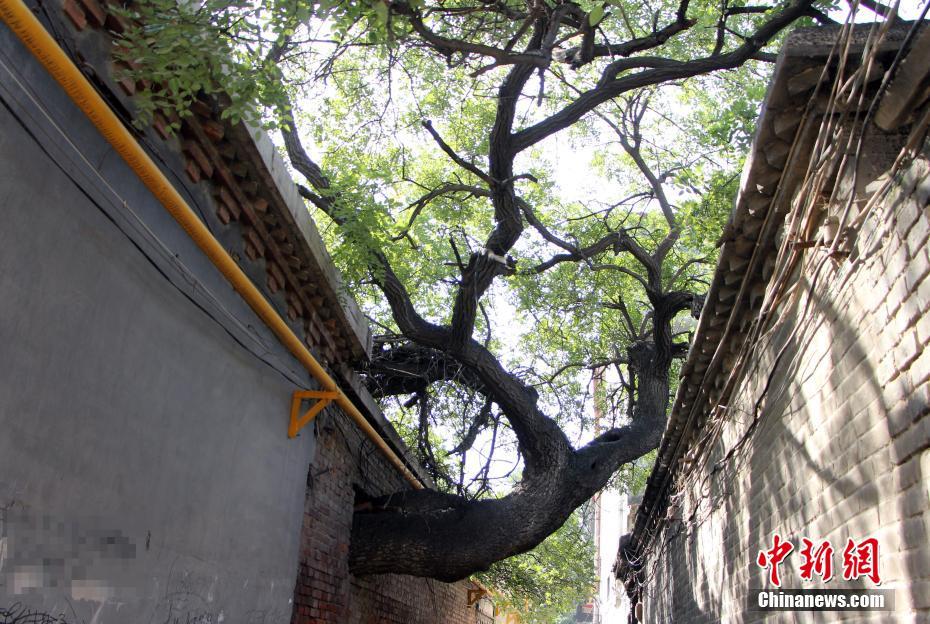 مسن تسعيني صيني يصادق شجرة منذ أكثر من 40 عاما