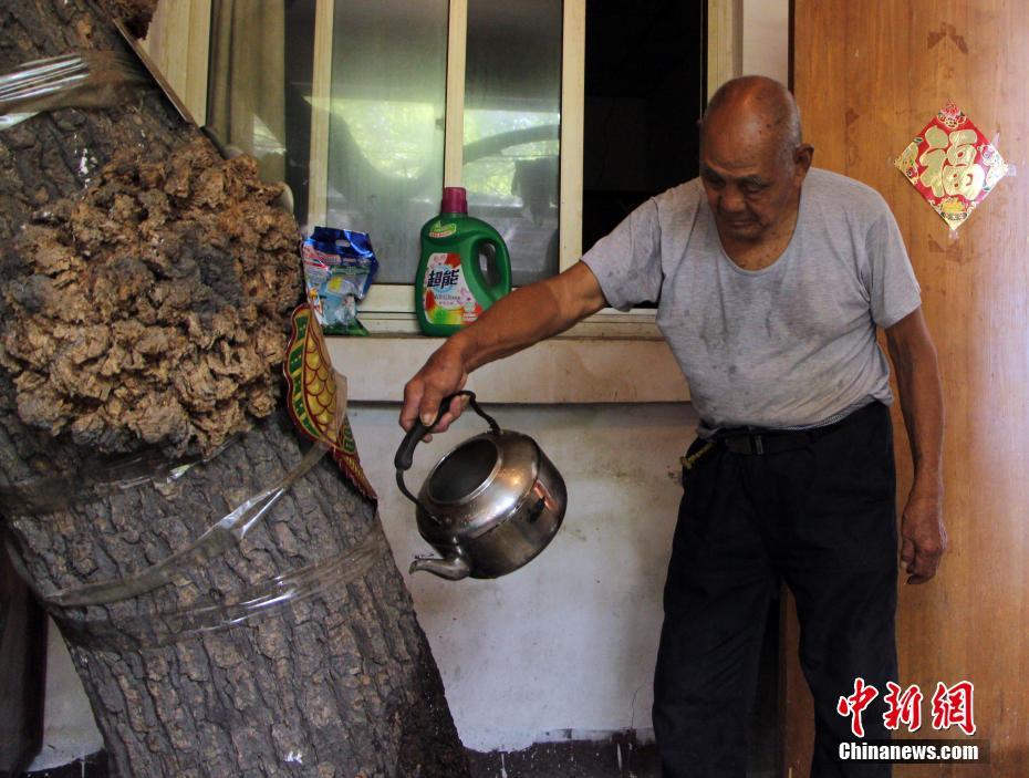 مسن تسعيني صيني يصادق شجرة منذ أكثر من 40 عاما