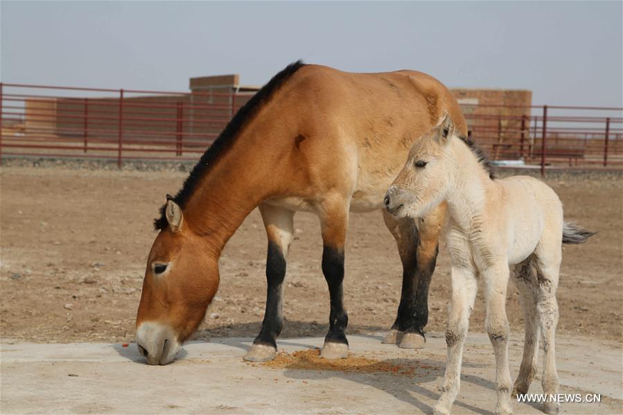 ولادة اثنان من الخيول النادرة في شينجيانغ
