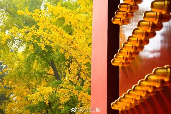 بالصور... الجنكه في حديقة ديتان ببكين تدخل أفضل فترة لزيارة