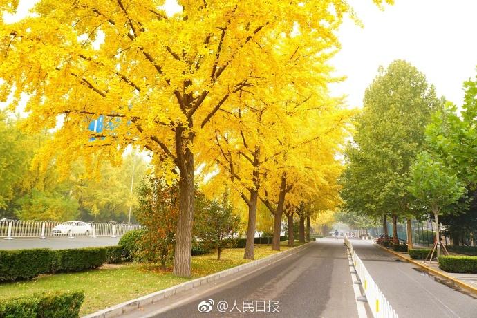 بالصور... الجنكه في حديقة ديتان ببكين تدخل أفضل فترة لزيارة