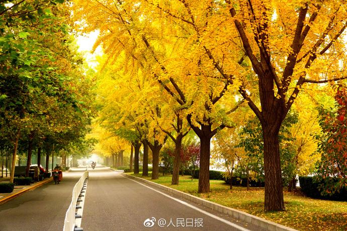 بالصور... الجنكه في حديقة ديتان ببكين تدخل أفضل فترة لزيارة