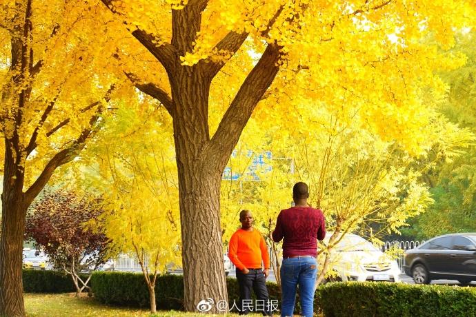 بالصور... الجنكه في حديقة ديتان ببكين تدخل أفضل فترة لزيارة