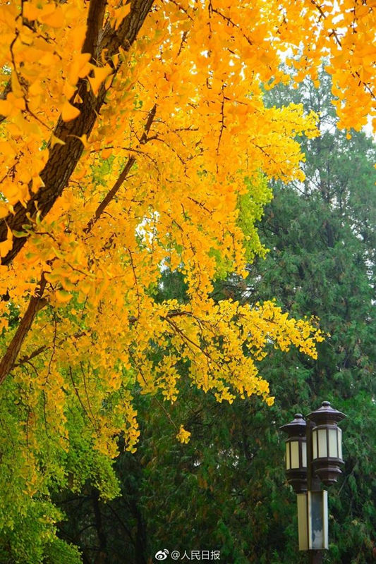 بالصور... الجنكه في حديقة ديتان ببكين تدخل أفضل فترة لزيارة