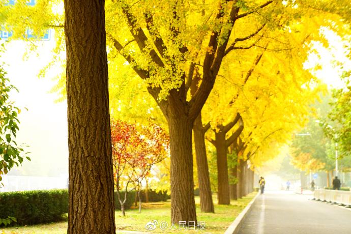 بالصور... الجنكه في حديقة ديتان ببكين تدخل أفضل فترة لزيارة