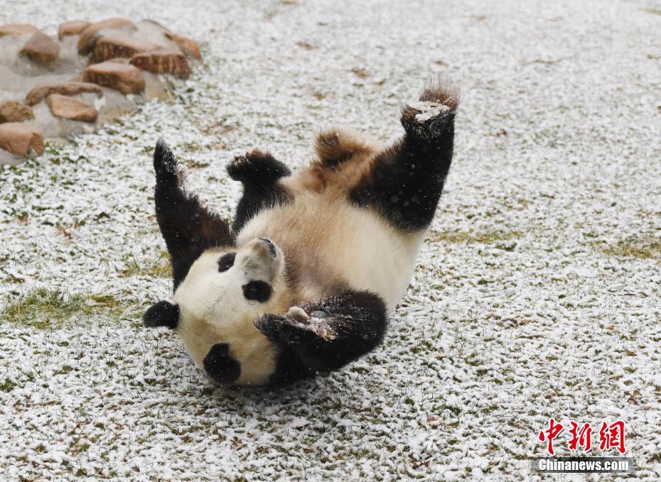 بصور.. فرح الباندا فى الثلوج