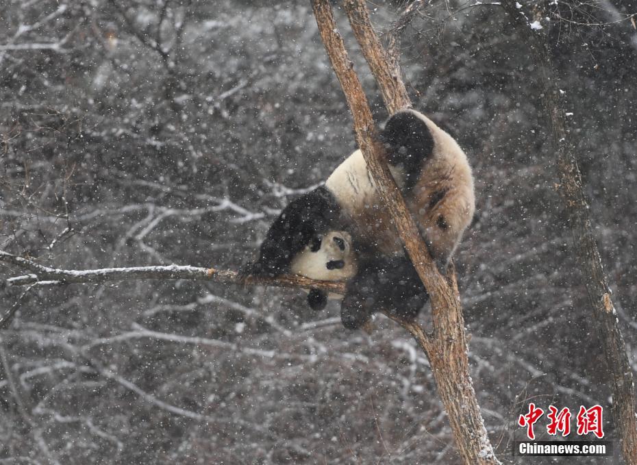 بصور.. فرح الباندا فى الثلوج