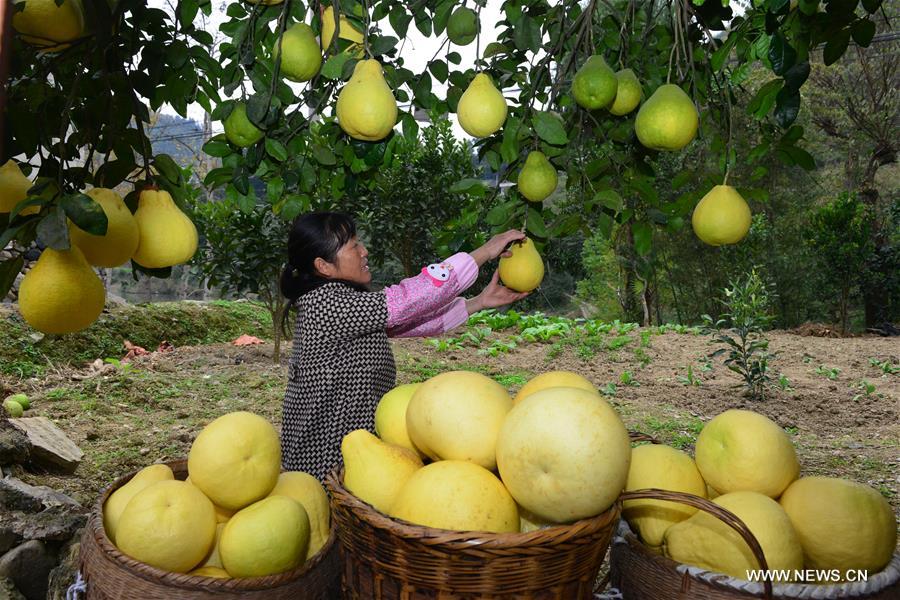 موسم الحصاد لجريب فروت في جنوب غربي الصين